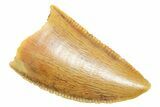Serrated Raptor Tooth - Real Dinosaur Tooth #364870-1